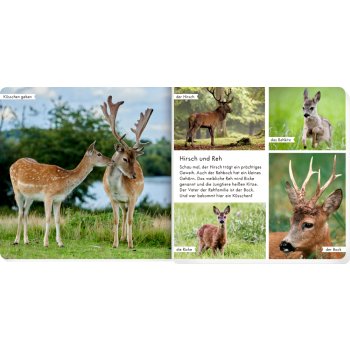 Coppenrath - Meine liebsten Tiere im Wald